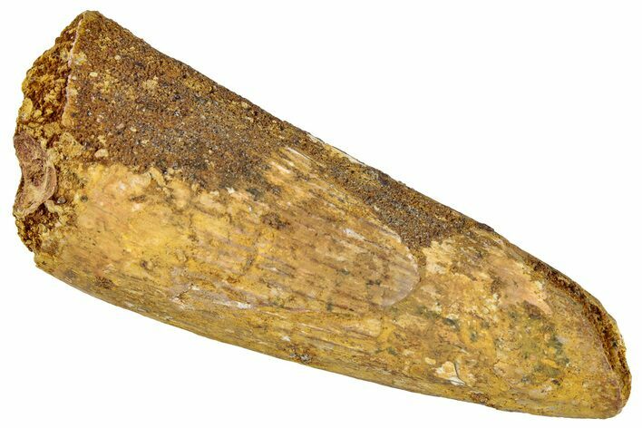 Bargain, Fossil Spinosaurus Tooth - Real Dinosaur Tooth #296568